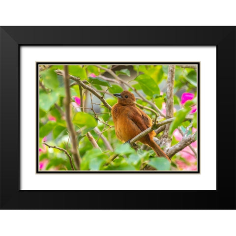 Caribbean-Trinidad-Asa Wright Nature Center Female white-lined tanager bird on limb  Black Modern Wood Framed Art Print with Double Matting by Jaynes Gallery