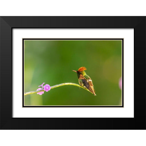Caribbean-Trinidad-Asa Wright Nature Center Male tufted coquette hummingbird and vervine flower  Black Modern Wood Framed Art Print with Double Matting by Jaynes Gallery