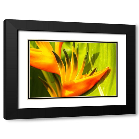 Caribbean-Trinidad-Asa Wright Nature Center Bird of paradise blossom  Black Modern Wood Framed Art Print with Double Matting by Jaynes Gallery