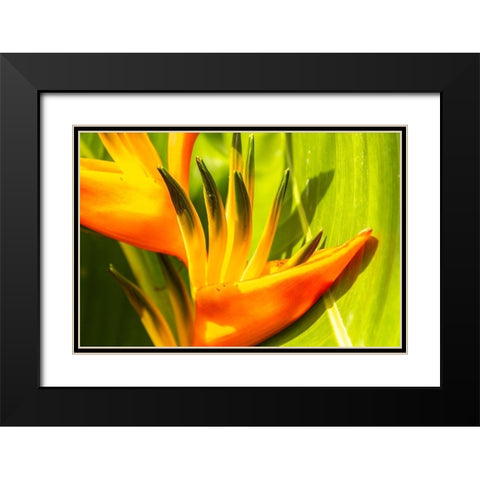 Caribbean-Trinidad-Asa Wright Nature Center Bird of paradise blossom  Black Modern Wood Framed Art Print with Double Matting by Jaynes Gallery
