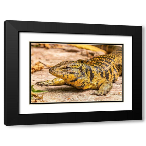 Caribbean-Trinidad-Asa Wright Nature Center Tegu lizard close-up  Black Modern Wood Framed Art Print with Double Matting by Jaynes Gallery