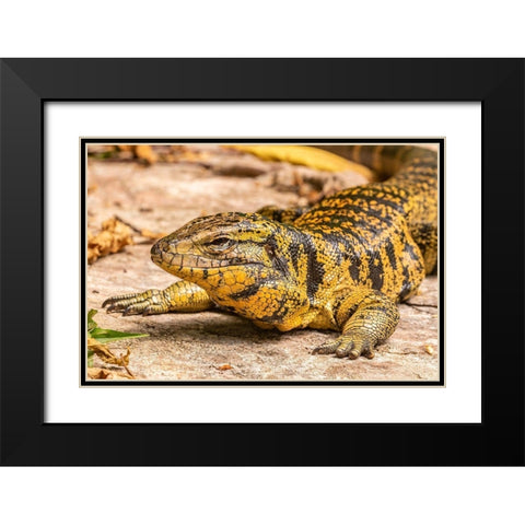 Caribbean-Trinidad-Asa Wright Nature Center Tegu lizard close-up  Black Modern Wood Framed Art Print with Double Matting by Jaynes Gallery