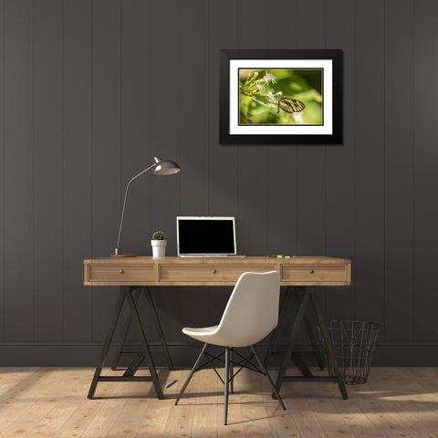 Caribbean-Trinidad-Asa Wright Nature Center Agnosia clearwing butterfly feeding  Black Modern Wood Framed Art Print with Double Matting by Jaynes Gallery