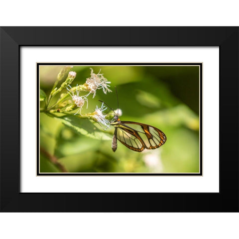 Caribbean-Trinidad-Asa Wright Nature Center Agnosia clearwing butterfly feeding  Black Modern Wood Framed Art Print with Double Matting by Jaynes Gallery