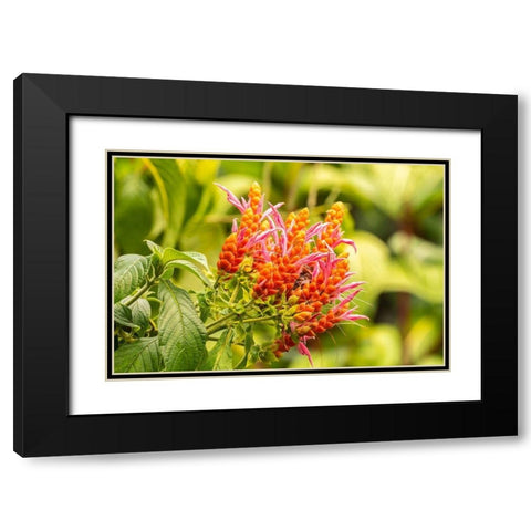 Caribbean-Trinidad-Asa Wright Nature Center Orange and pink flower blossoms  Black Modern Wood Framed Art Print with Double Matting by Jaynes Gallery