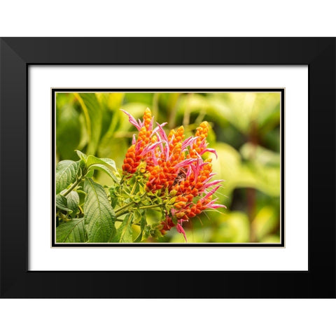 Caribbean-Trinidad-Asa Wright Nature Center Orange and pink flower blossoms  Black Modern Wood Framed Art Print with Double Matting by Jaynes Gallery