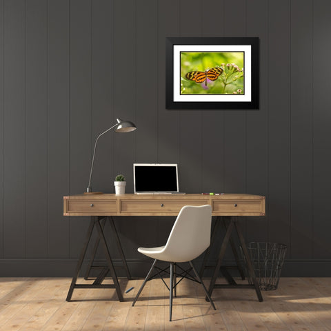 Caribbean-Trinidad-Asa Wright Nature Center Butterfly feeding  Black Modern Wood Framed Art Print with Double Matting by Jaynes Gallery
