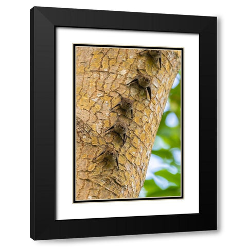 Caribbean-Trinidad-Caroni Swamp Bats lined up on tree  Black Modern Wood Framed Art Print with Double Matting by Jaynes Gallery
