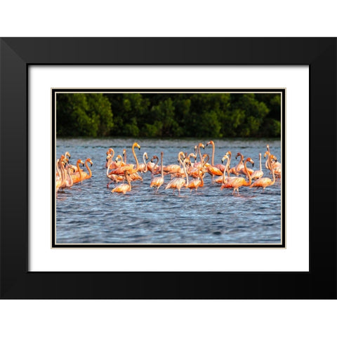 Caribbean-Trinidad-Caroni Swamp American greater flamingos in water  Black Modern Wood Framed Art Print with Double Matting by Jaynes Gallery
