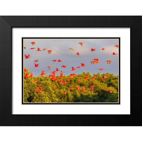 Caribbean-Trinidad-Caroni Swamp Scarlet ibis birds in flight  Black Modern Wood Framed Art Print with Double Matting by Jaynes Gallery