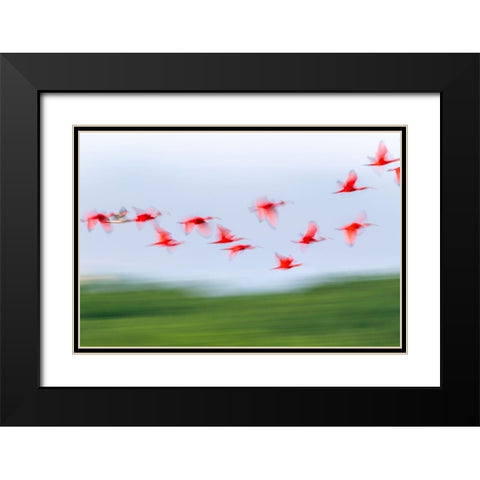 Caribbean-Trinidad-Caroni Swamp Blur of scarlet ibis birds in flight  Black Modern Wood Framed Art Print with Double Matting by Jaynes Gallery