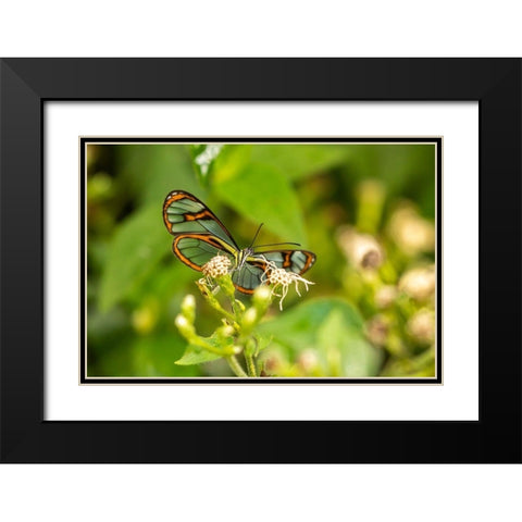 Caribbean-Trinidad-Asa Wright Nature Center Agnosia clearwing butterfly feeding  Black Modern Wood Framed Art Print with Double Matting by Jaynes Gallery