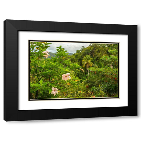 Caribbean-Trinidad Tropical jungle landscape with hibiscus flowers  Black Modern Wood Framed Art Print with Double Matting by Jaynes Gallery