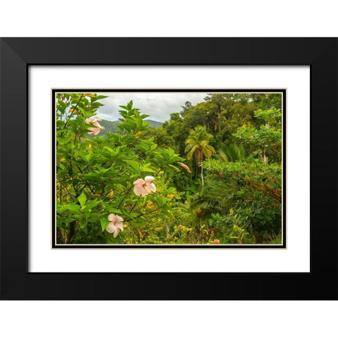 Caribbean-Trinidad Tropical jungle landscape with hibiscus flowers  Black Modern Wood Framed Art Print with Double Matting by Jaynes Gallery