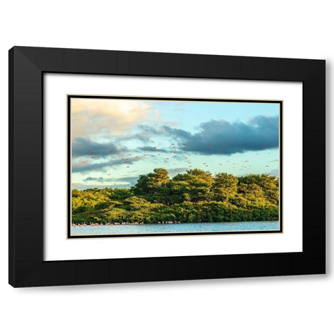 Caribbean-Trinidad-Caroni Swamp Scarlet ibis birds in flight and flamingos in water  Black Modern Wood Framed Art Print with Double Matting by Jaynes Gallery