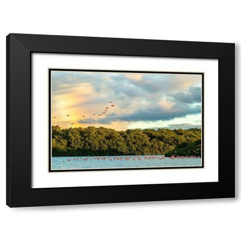 Caribbean-Trinidad-Caroni Swamp Scarlet ibis birds in flight and flamingos in water  Black Modern Wood Framed Art Print with Double Matting by Jaynes Gallery