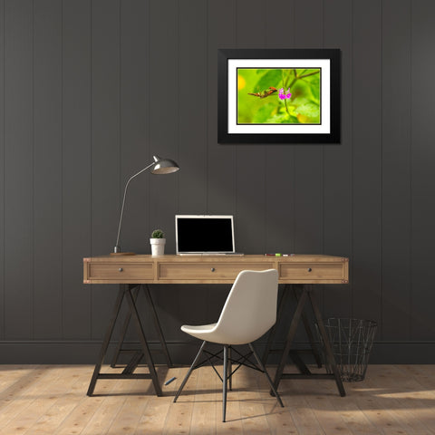 Caribbean-Trinidad-Asa Wright Nature Center Female tufted coquette hummingbird feeding  Black Modern Wood Framed Art Print with Double Matting by Jaynes Gallery