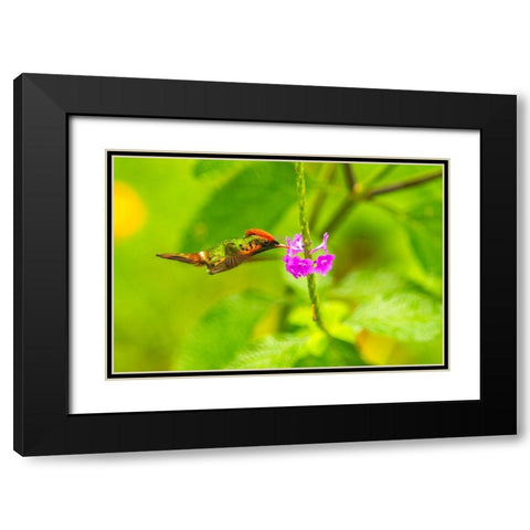 Caribbean-Trinidad-Asa Wright Nature Center Female tufted coquette hummingbird feeding  Black Modern Wood Framed Art Print with Double Matting by Jaynes Gallery