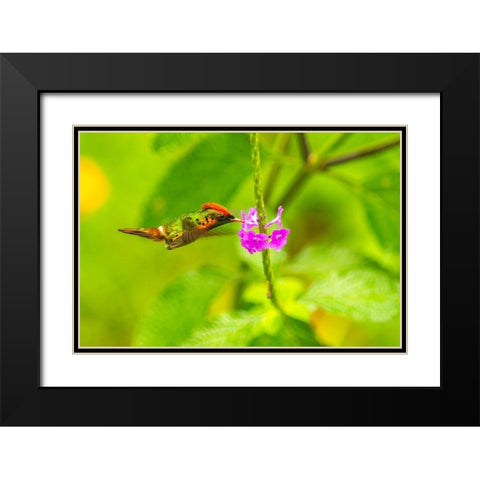 Caribbean-Trinidad-Asa Wright Nature Center Female tufted coquette hummingbird feeding  Black Modern Wood Framed Art Print with Double Matting by Jaynes Gallery