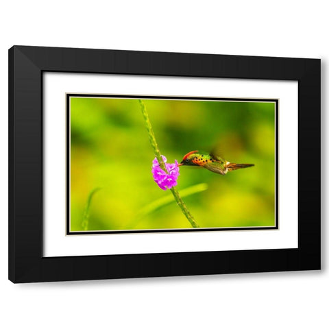 Caribbean-Trinidad-Asa Wright Nature Center Female tufted coquette hummingbird feeding  Black Modern Wood Framed Art Print with Double Matting by Jaynes Gallery