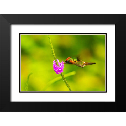 Caribbean-Trinidad-Asa Wright Nature Center Female tufted coquette hummingbird feeding  Black Modern Wood Framed Art Print with Double Matting by Jaynes Gallery