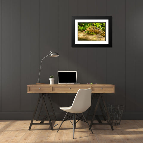 Caribbean-Trinidad-Asa Wright Nature Center Tegu lizard close-up  Black Modern Wood Framed Art Print with Double Matting by Jaynes Gallery