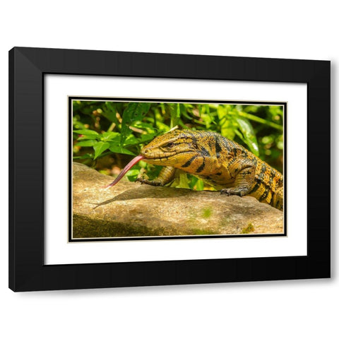 Caribbean-Trinidad-Asa Wright Nature Center Tegu lizard close-up  Black Modern Wood Framed Art Print with Double Matting by Jaynes Gallery