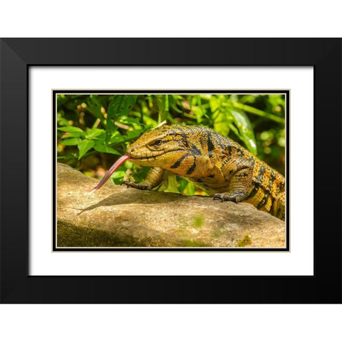 Caribbean-Trinidad-Asa Wright Nature Center Tegu lizard close-up  Black Modern Wood Framed Art Print with Double Matting by Jaynes Gallery