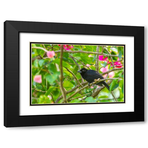 Caribbean-Trinidad-Asa Wright Nature Center Male white-lined tanager bird on limb  Black Modern Wood Framed Art Print with Double Matting by Jaynes Gallery