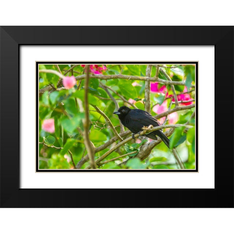 Caribbean-Trinidad-Asa Wright Nature Center Male white-lined tanager bird on limb  Black Modern Wood Framed Art Print with Double Matting by Jaynes Gallery