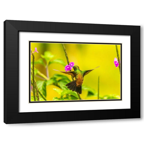 Caribbean-Trinidad-Asa Wright Nature Center Copper-rumped hummingbird feeding on vervine flower  Black Modern Wood Framed Art Print with Double Matting by Jaynes Gallery