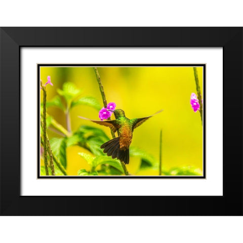 Caribbean-Trinidad-Asa Wright Nature Center Copper-rumped hummingbird feeding on vervine flower  Black Modern Wood Framed Art Print with Double Matting by Jaynes Gallery