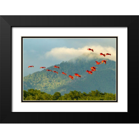 Caribbean-Trinidad-Caroni Swamp Scarlet ibis birds in flight  Black Modern Wood Framed Art Print with Double Matting by Jaynes Gallery