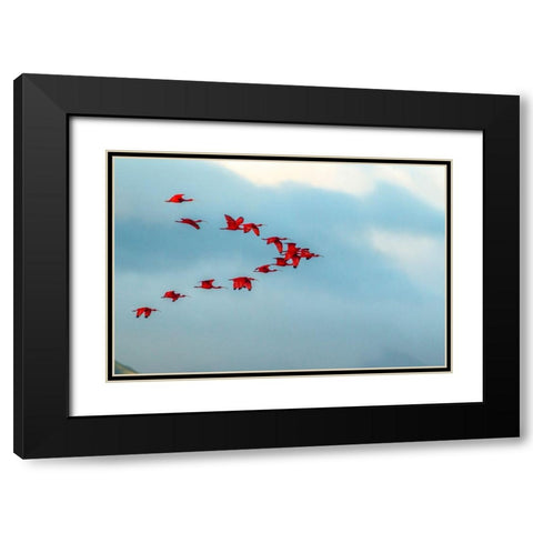 Caribbean-Trinidad-Caroni Swamp Scarlet ibis birds in flight  Black Modern Wood Framed Art Print with Double Matting by Jaynes Gallery