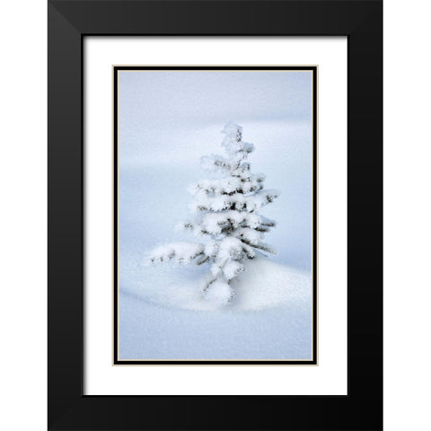 Canada-Alberta-Jasper National Park-Tiny-snow-covered fir tree Black Modern Wood Framed Art Print with Double Matting by Collins, Ann