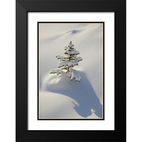 Canada, Jasper NP A young tree covered with snow Black Modern Wood Framed Art Print with Double Matting by Grall, Don