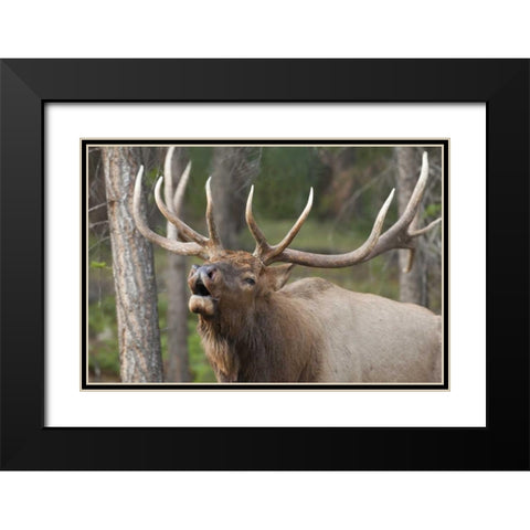 Canada, Alberta, Jasper NP Bull elk bugling Black Modern Wood Framed Art Print with Double Matting by Paulson, Don