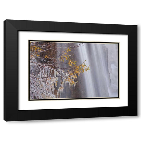 Canada, Jasper NP Ice on tree at Tangle Falls Black Modern Wood Framed Art Print with Double Matting by Paulson, Don