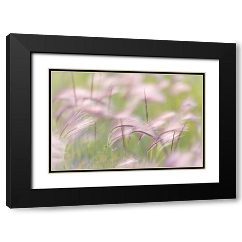 Canada, Alberta Grass seedheads in the wind Black Modern Wood Framed Art Print with Double Matting by Paulson, Don