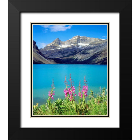 Canada, Alberta, Fireweed Wildflowers in Banff NP Black Modern Wood Framed Art Print with Double Matting by Talbot Frank, Christopher