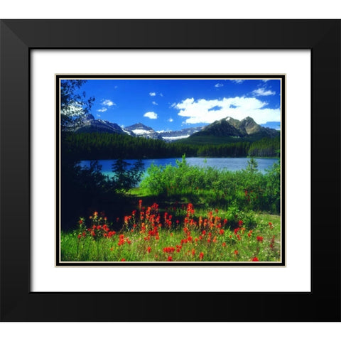 Canada, Alberta, Indian Paintbrush in Banff NP Black Modern Wood Framed Art Print with Double Matting by Talbot Frank, Christopher