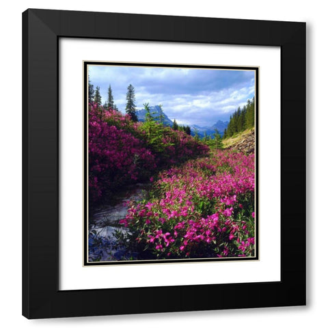 Wildflowers in Banff NP Alberta, Canada Black Modern Wood Framed Art Print with Double Matting by Talbot Frank, Christopher