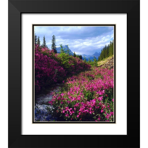Wildflowers in Banff NP Alberta, Canada Black Modern Wood Framed Art Print with Double Matting by Talbot Frank, Christopher