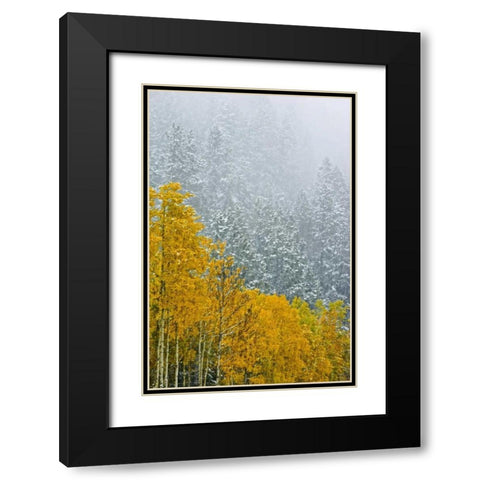 Canada, Banff NP Snow in mountain forest Black Modern Wood Framed Art Print with Double Matting by Grandmaison, Mike