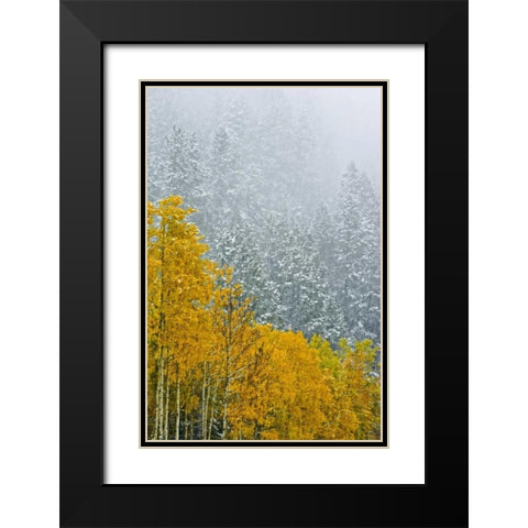 Canada, Banff NP Snow in mountain forest Black Modern Wood Framed Art Print with Double Matting by Grandmaison, Mike