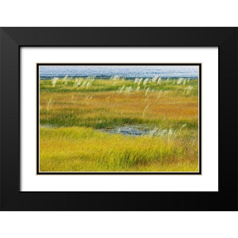 Canada, Alberta, Jasper NP Grasses in a wetland Black Modern Wood Framed Art Print with Double Matting by Grandmaison, Mike