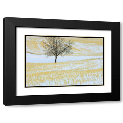 Canada, Alberta Lone tree in snowy field Black Modern Wood Framed Art Print with Double Matting by Grandmaison, Mike