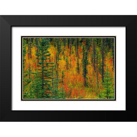 Canada, Alberta Autumn in a meadow Black Modern Wood Framed Art Print with Double Matting by Grandmaison, Mike