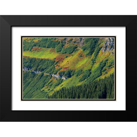 Canada, Waterton Lakes NP Alpine vegetation Black Modern Wood Framed Art Print with Double Matting by Grandmaison, Mike
