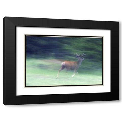 Canada, Alberta, Jasper NP Mule deer running Black Modern Wood Framed Art Print with Double Matting by Delisle, Gilles